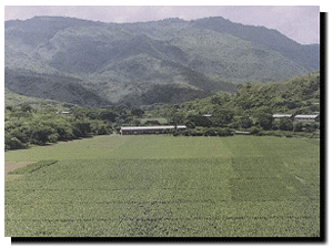 Tobacco Farm at Esteli, Nicaragua